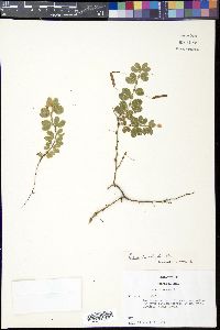 Chamaecrista rotundifolia image