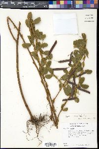 Chamaecrista rotundifolia image