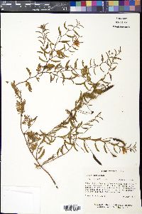 Chamaecrista flexuosa var. texana image