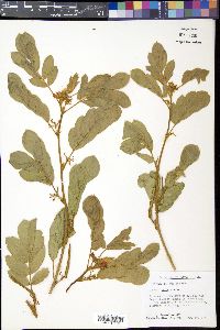 Senna uniflora image