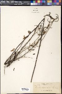 Chamaecrista mimosoides image