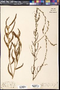 Chamaecrista mimosoides image