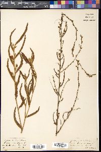 Chamaecrista mimosoides image