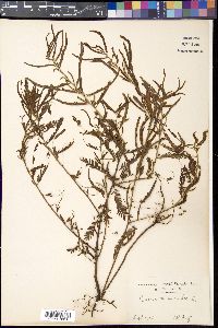 Chamaecrista mimosoides image