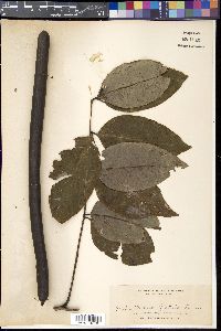 Cassia fistula image