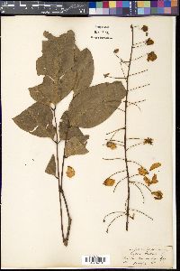 Cassia fistula image