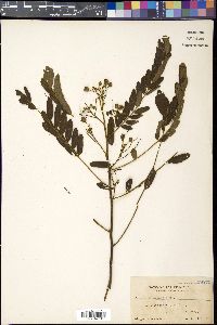 Senna timoriensis image