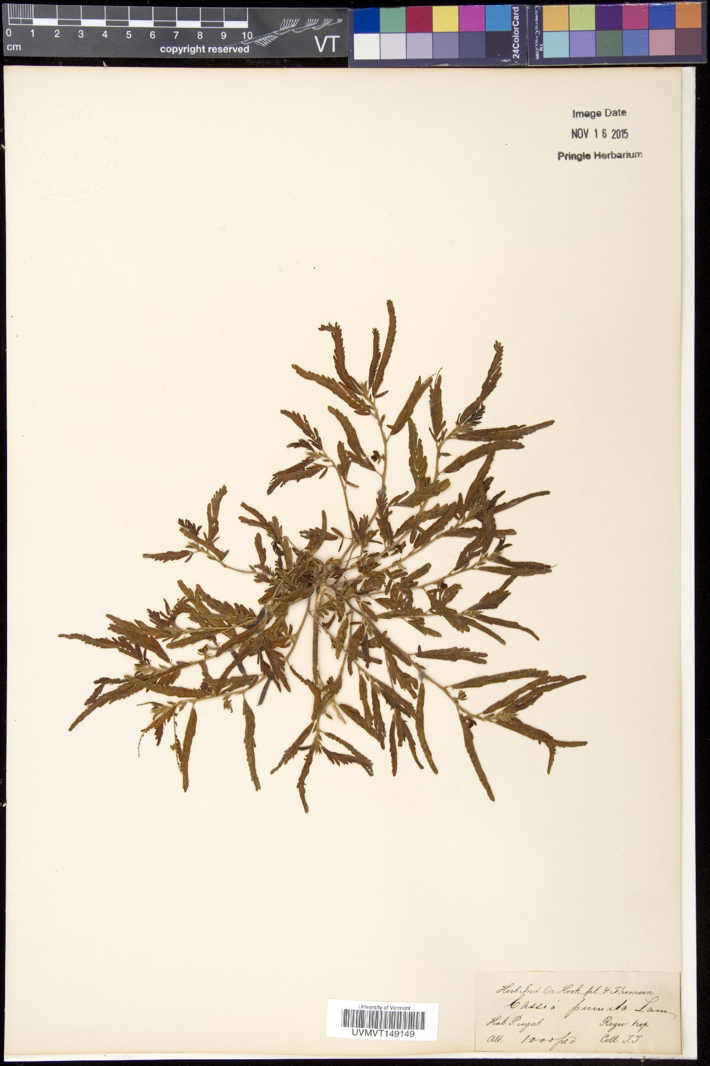Chamaecrista pumila image