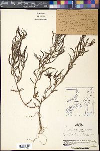 Chamaecrista mimosoides image