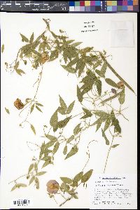 Centrosema virginianum image