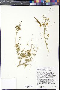Parkinsonia florida image