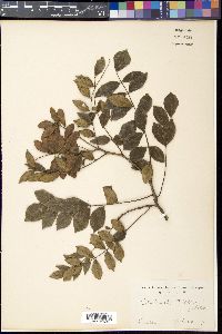 Media resource of Maackia tashiroi