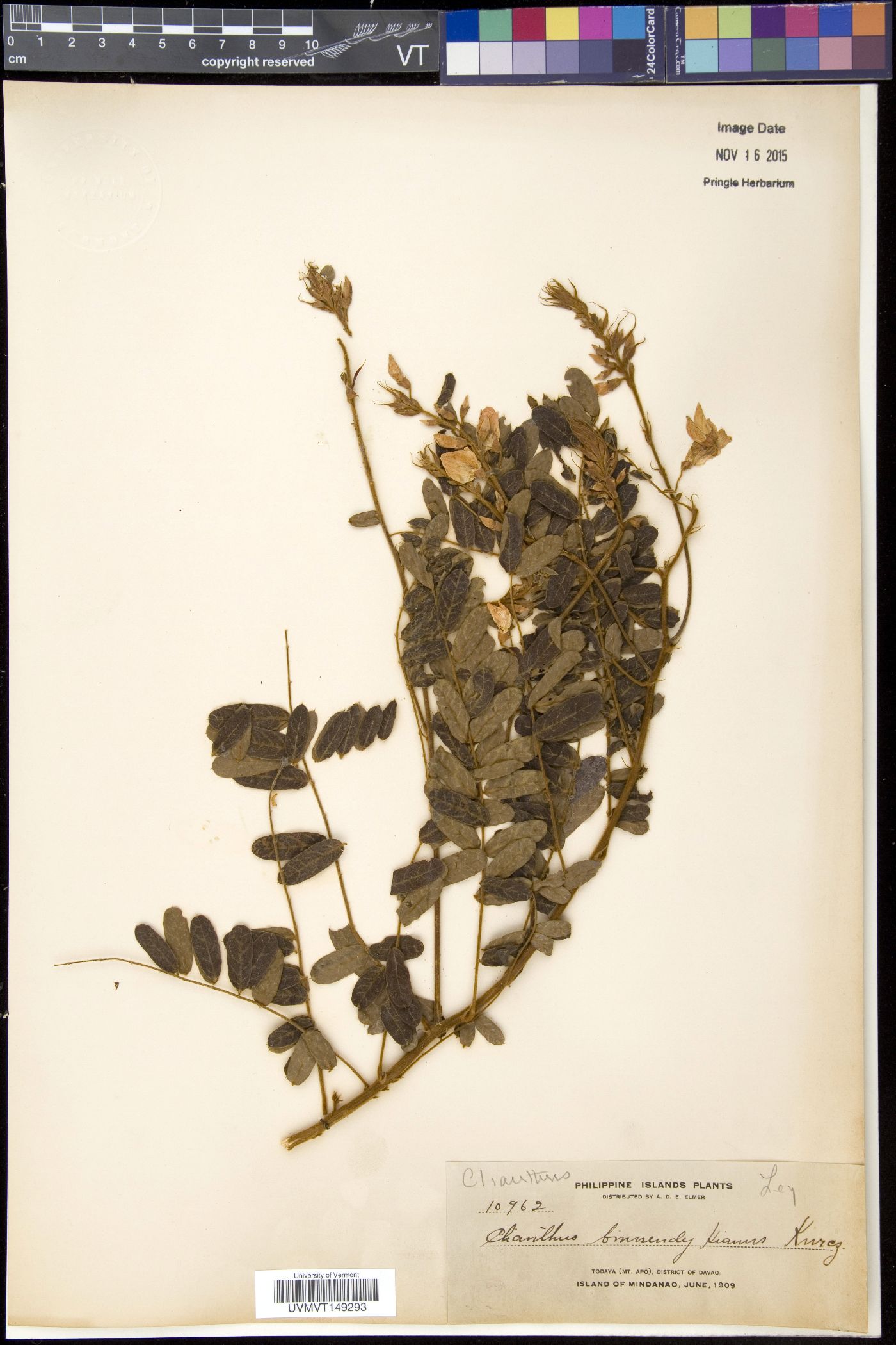 Sarcodum scandens image