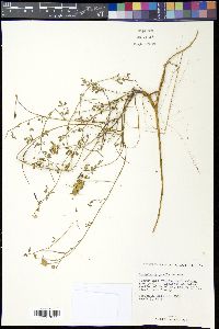 Crotalaria pumila image