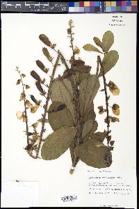 Crotalaria spectabilis image