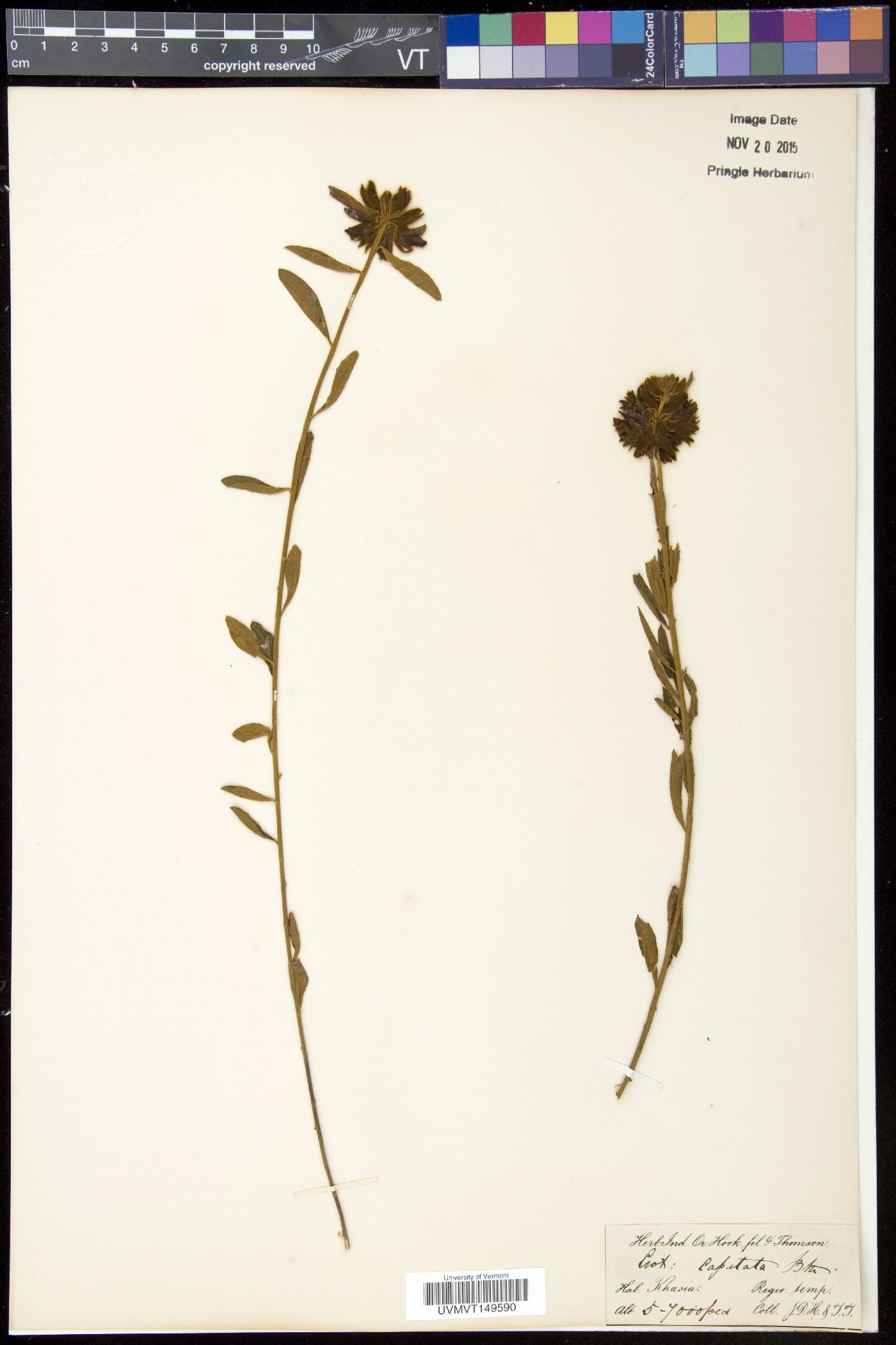 Crotalaria capitata image