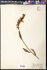 Crotalaria calycina image