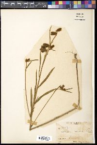 Crotalaria calycina image
