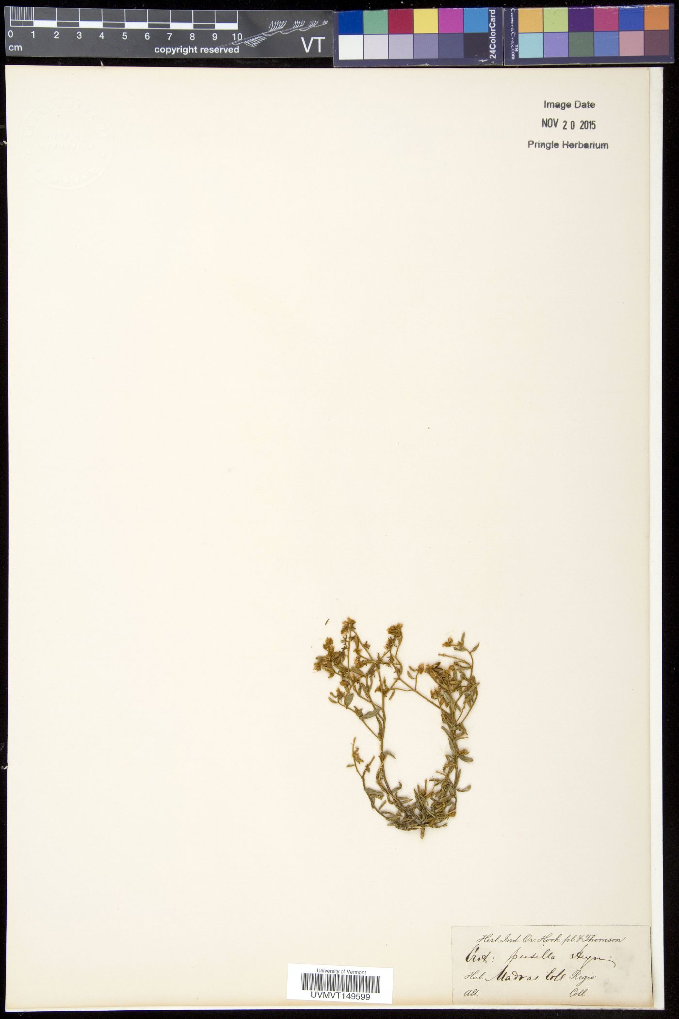 Crotalaria pusilla image