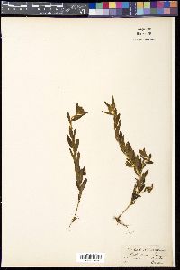 Crotalaria nana image