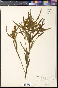 Crotalaria sessiliflora image