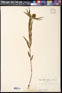 Crotalaria sessiliflora image