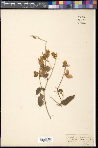 Media resource of Paracalyx scariosus