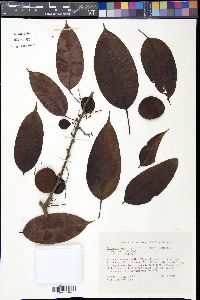 Dalbergia monetaria image