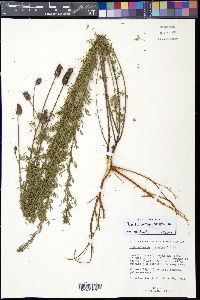 Media resource of Dalea cora