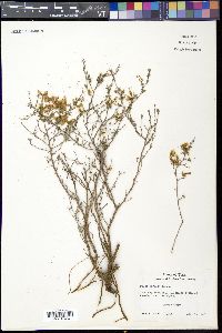 Dalea formosa image
