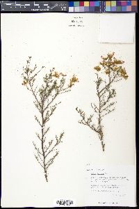 Dalea formosa image