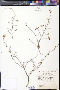 Dalea formosa image