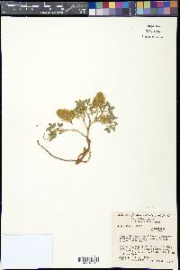 Dalea jamesii image