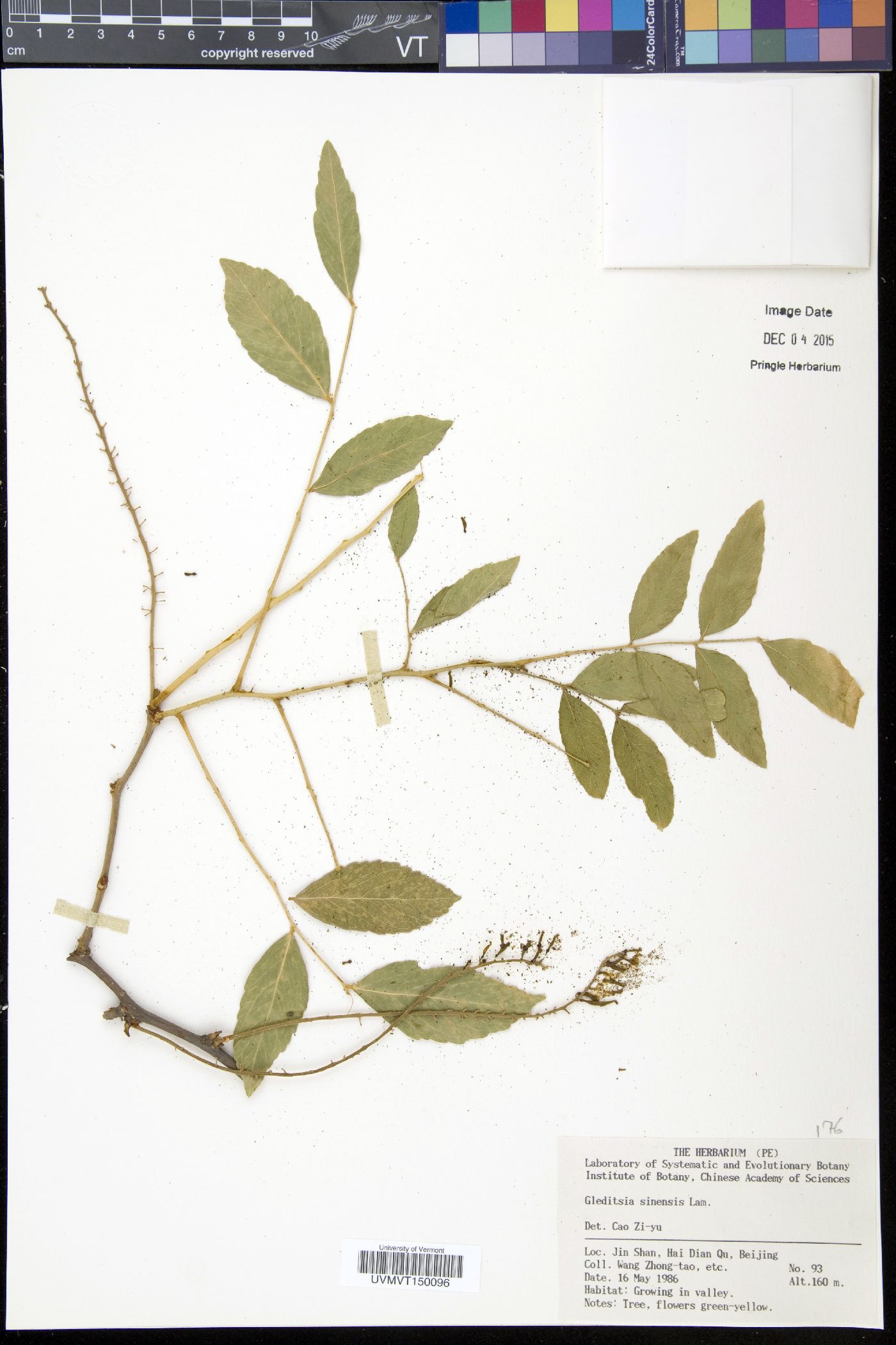 Gleditsia sinensis image