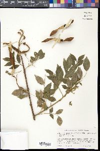 Gliricidia sepium image