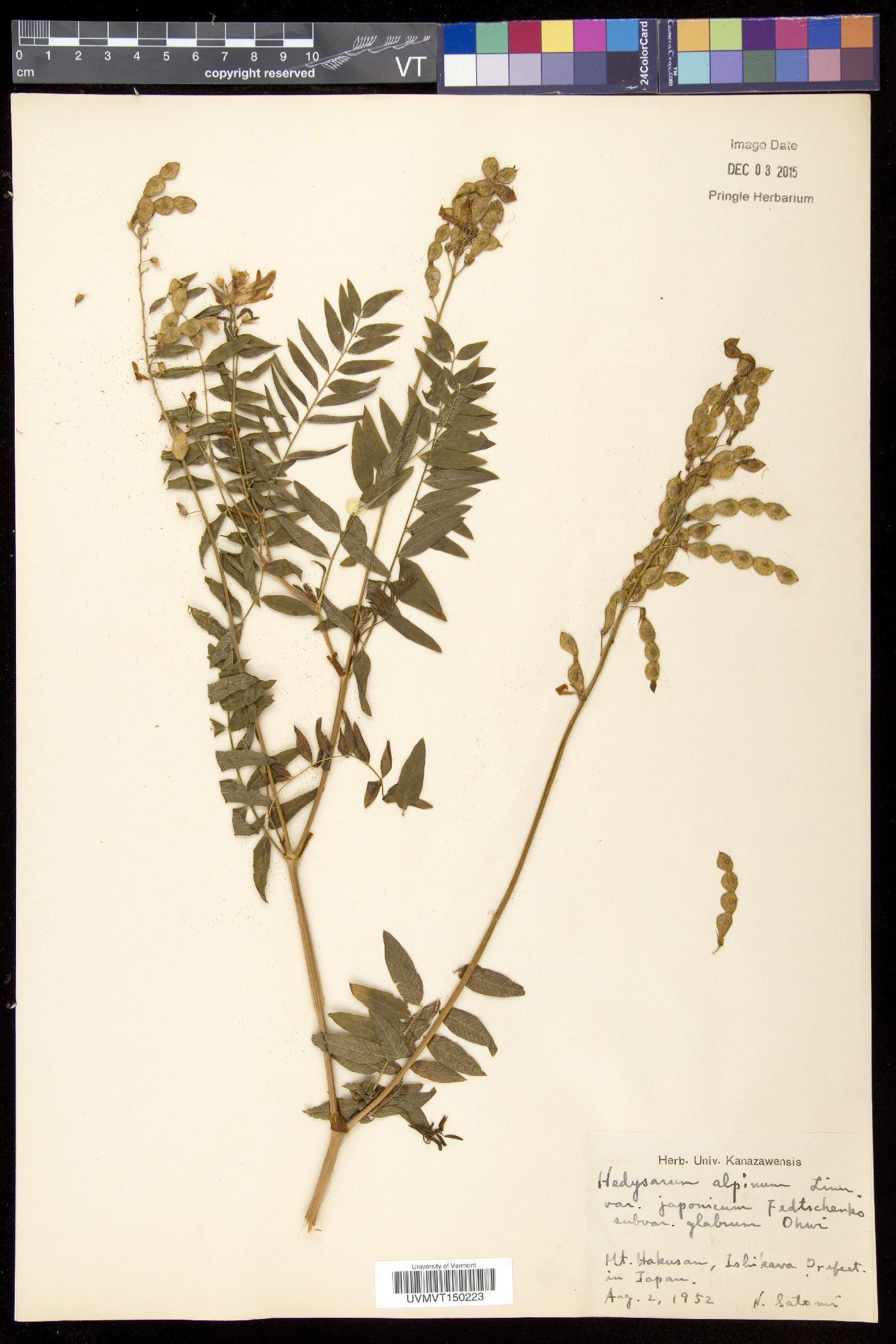 Hedysarum vicioides subsp. japonicum image