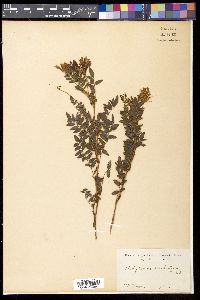 Hedysarum vicioides subsp. vicioides image