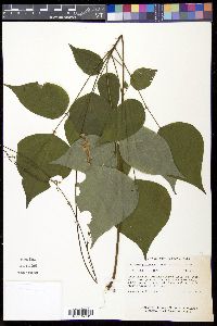 Hylodesmum glutinosum image