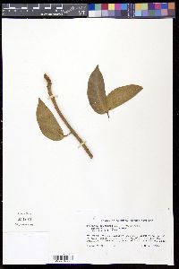 Hymenaea courbaril image