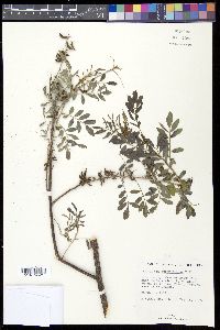 Indigofera suffruticosa image