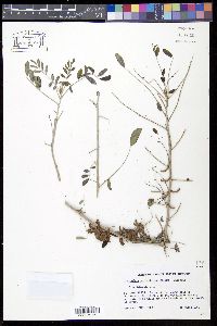 Indigofera suffruticosa image