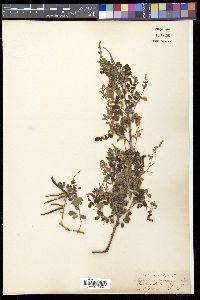 Indigofera gerardiana image