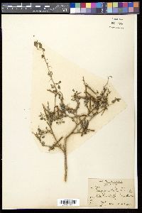 Indigofera trita image