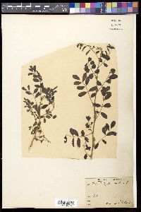 Indigofera tinctoria image
