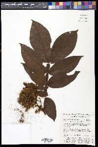 Inga edulis image