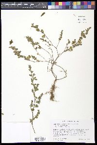 Kummerowia stipulacea image