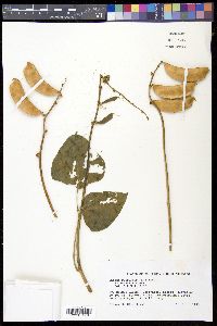 Lablab purpureus image