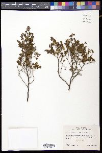 Larrea tridentata image