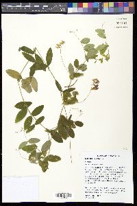 Lathyrus palustris image