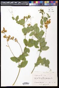 Lathyrus pauciflorus image